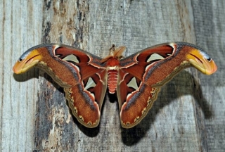 Attacus Atlas (Farfalla Cobra)